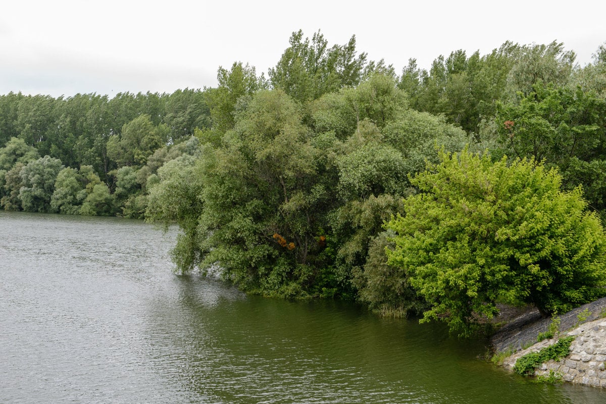 Na Malom Dunaji napočítali tri až šesť ton hromadne uhynutých rýb